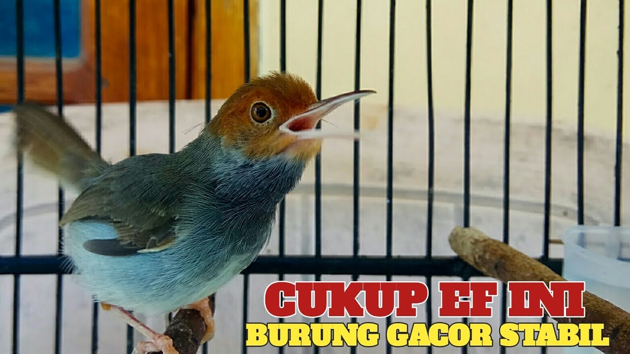 CARA MERAWAT BURUNG PRENJAK KEPALA MERAH AGAR GACOR STABIL BUNYI SEHARIAN