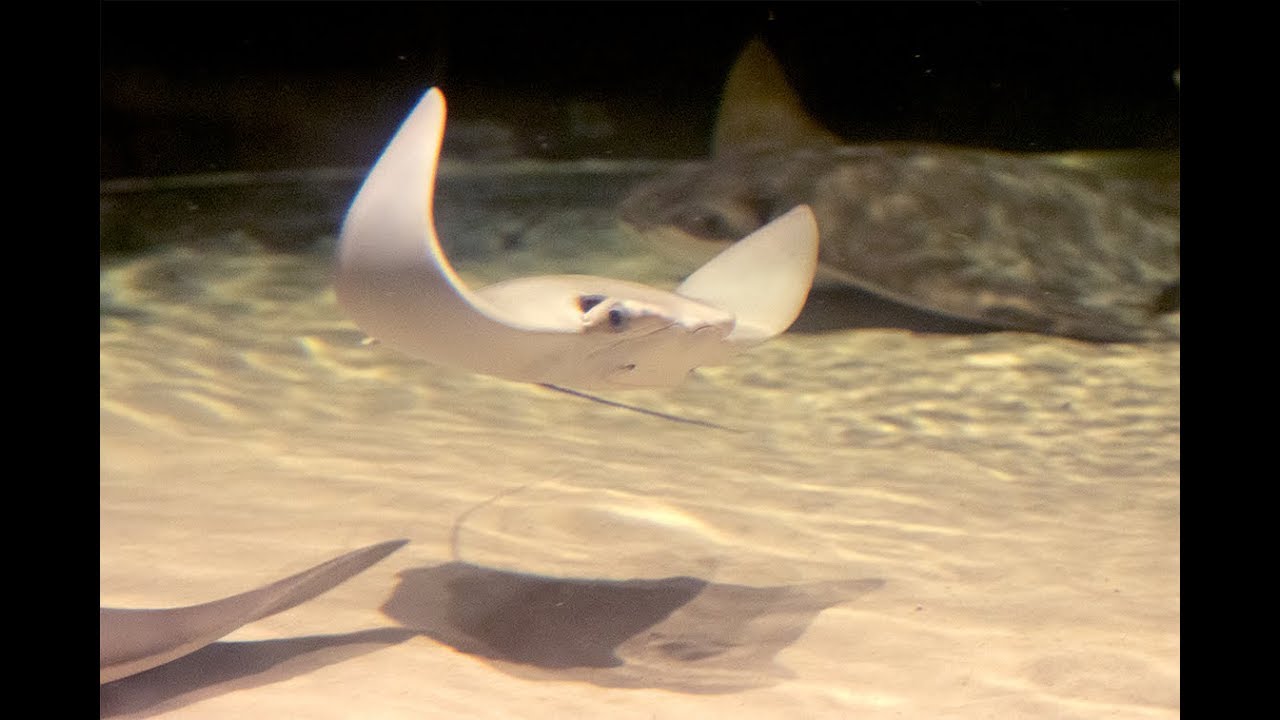 Cownose Stingray Pups Move To New Home at Aquarium