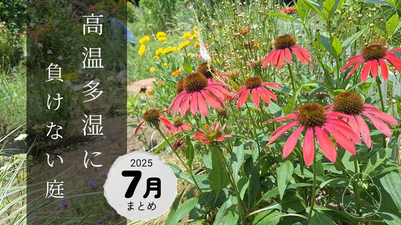 ガーデニング｜夏の花を楽しむガーデン｜夏に重宝する宿根草たち