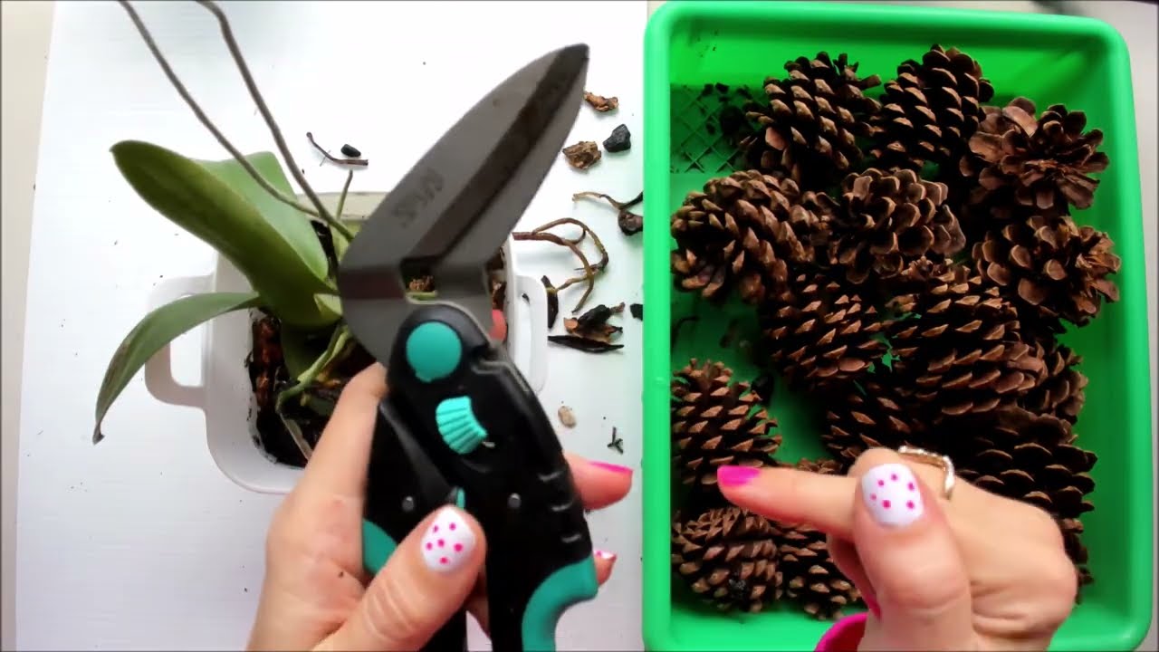 Como cambiar tu orquidea de sustrato a corteza de pino natural y  lograr que tenga raices #409