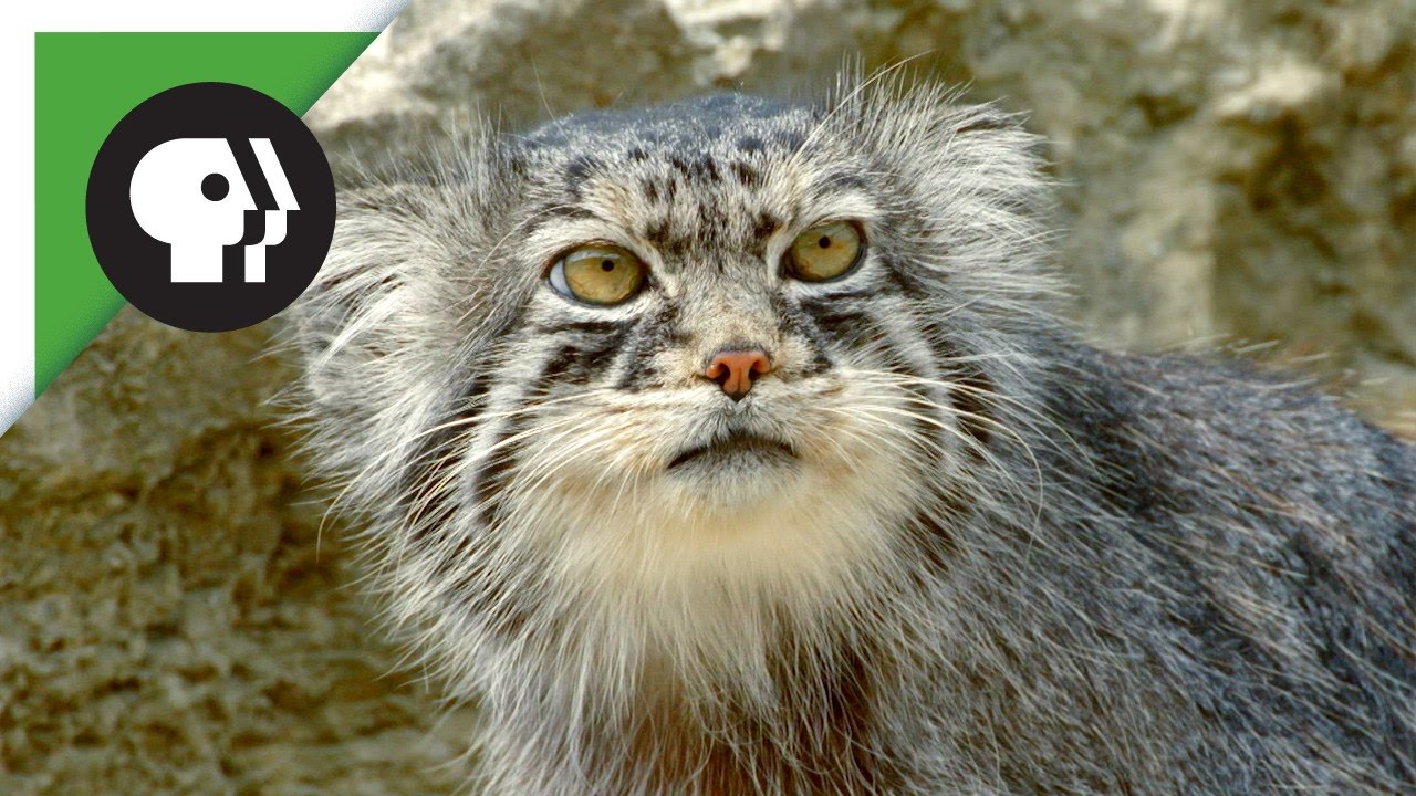 Grumpy-Faced Cat is a Mountain Survivor