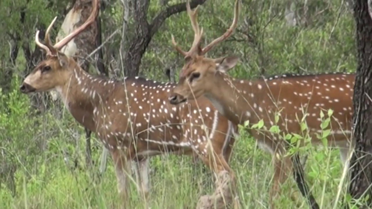 Deer Hunting Australia , Chital Deer / Axis Deer