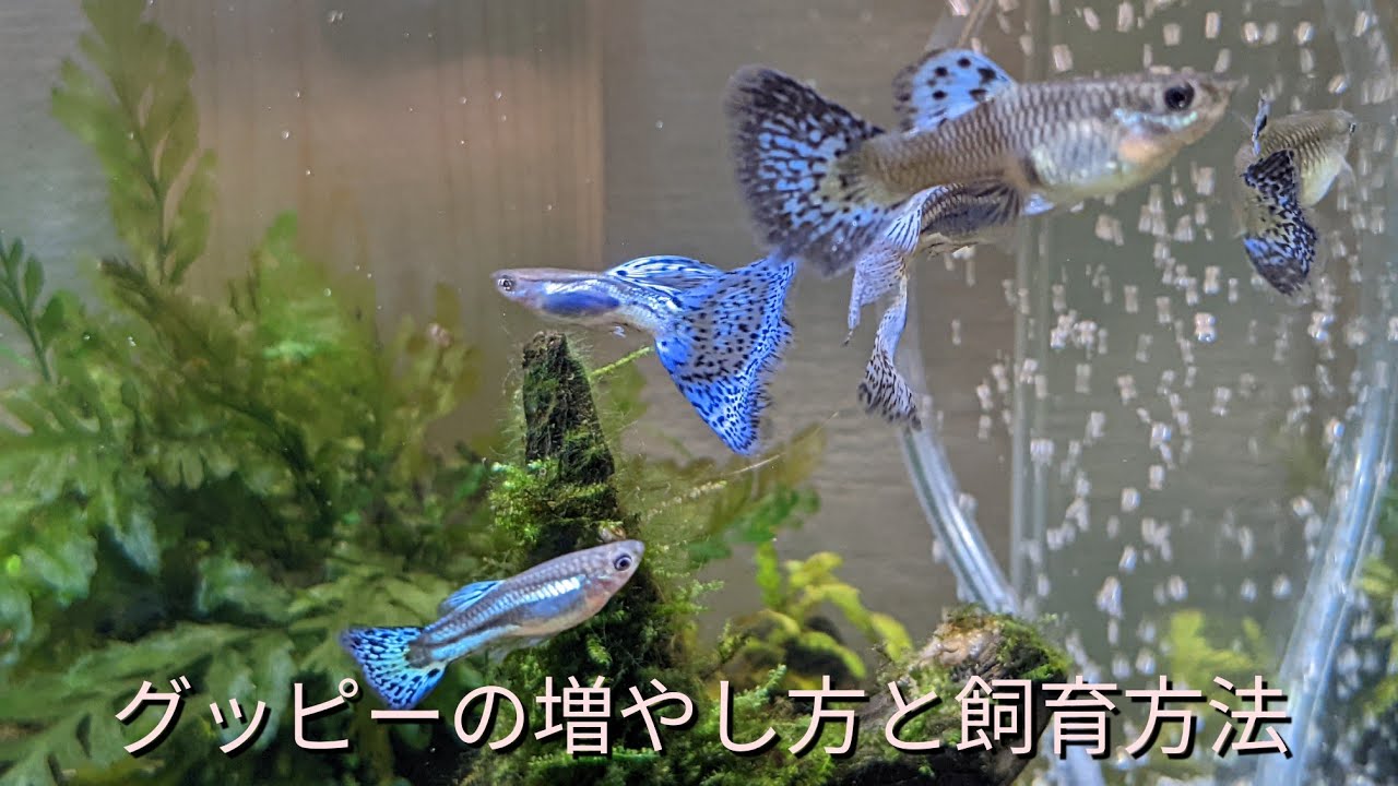 大量のグッピー水槽を目指して〜や〜