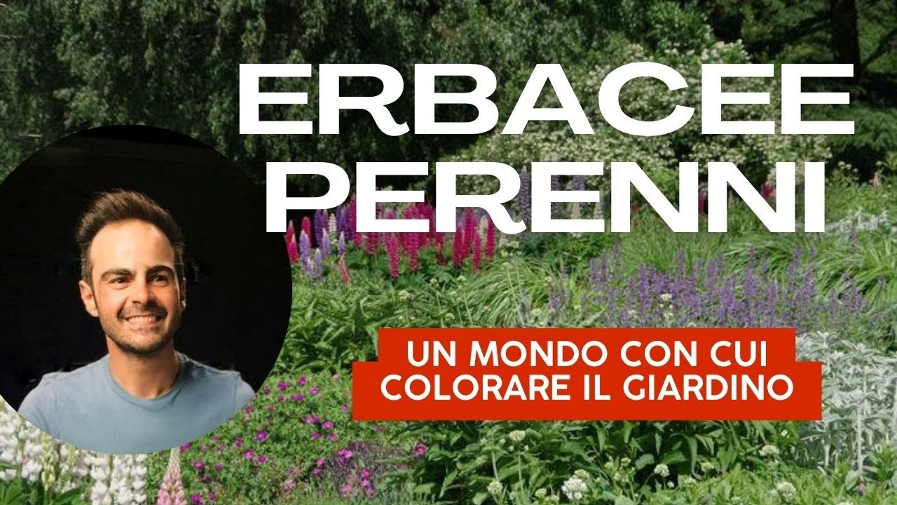 Erbacee Perenni, le piante giuste per avere un giardino sempre fiorito