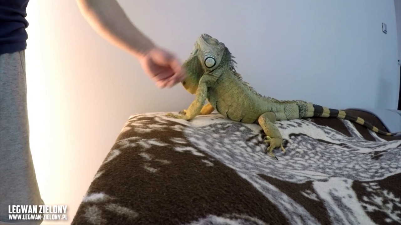 LEGWAN ZIELONY - Sprzątanie Terrarium