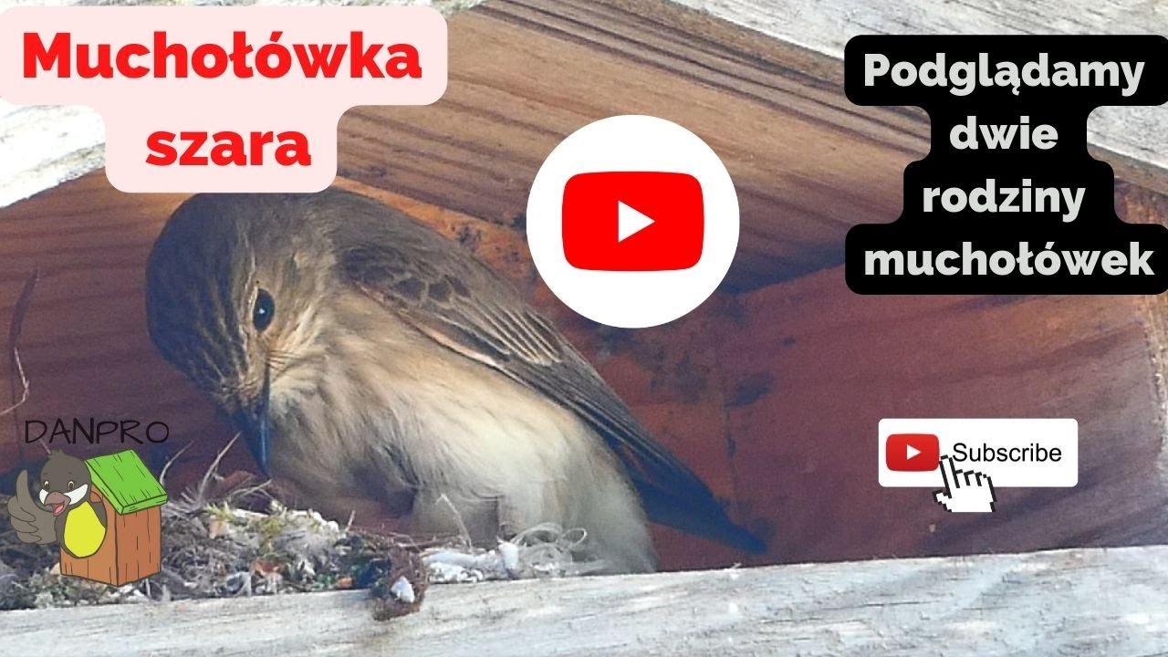 muchołówka szara