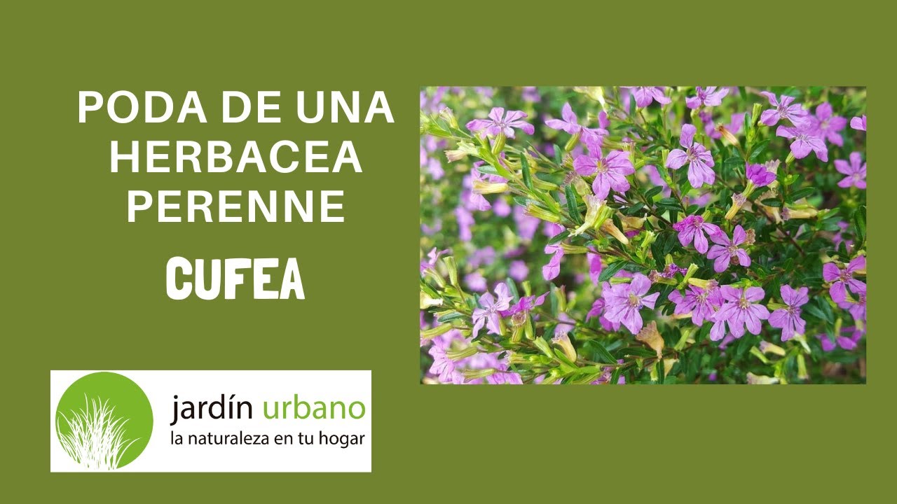 Poda de una herbácea perennes - Cufea alta