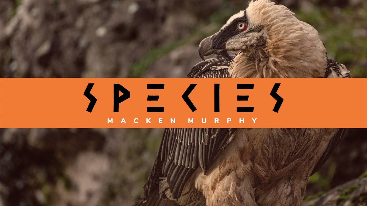 Beauty Behavioral Ecology | Dr. Marta Kowal | Species Podcast