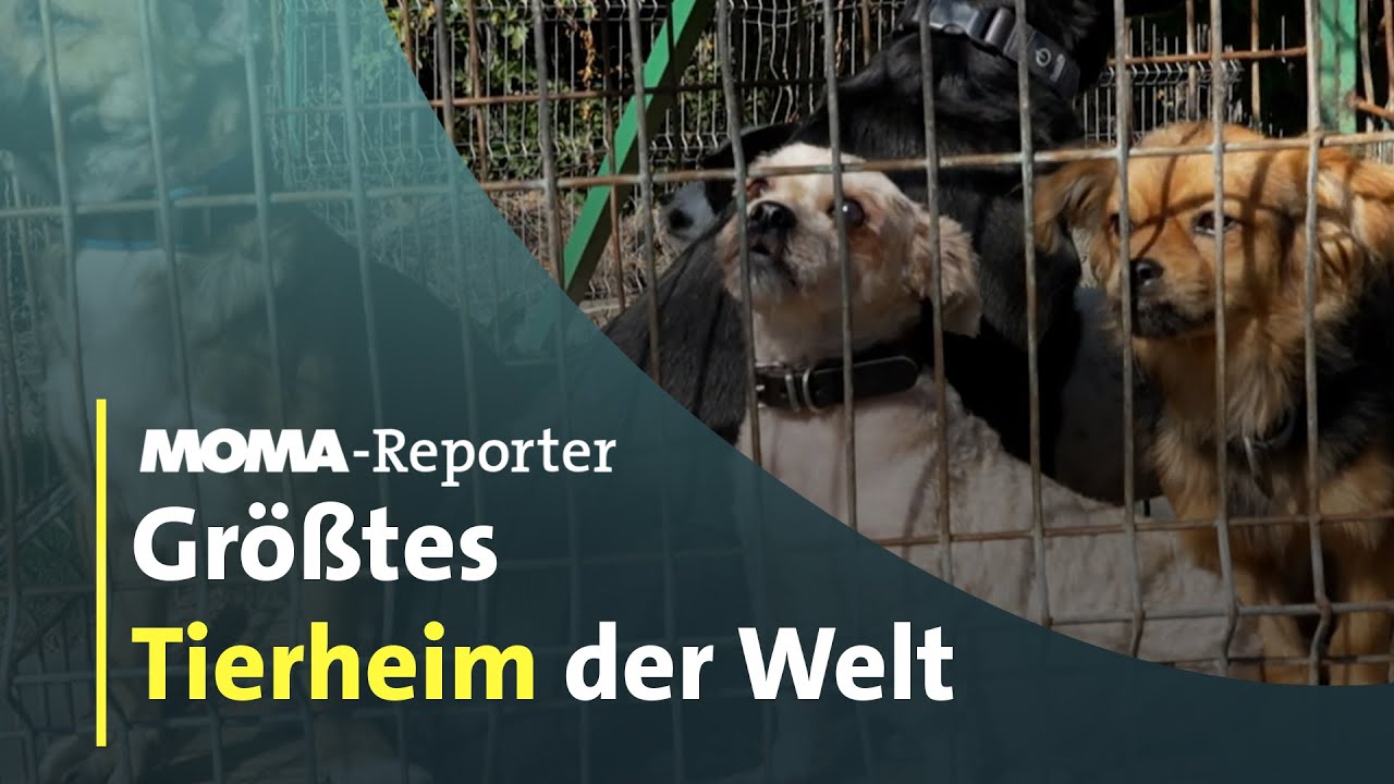 Im gr&ouml;&szlig;ten Tierheim der Welt | ARD Morgenmagazin