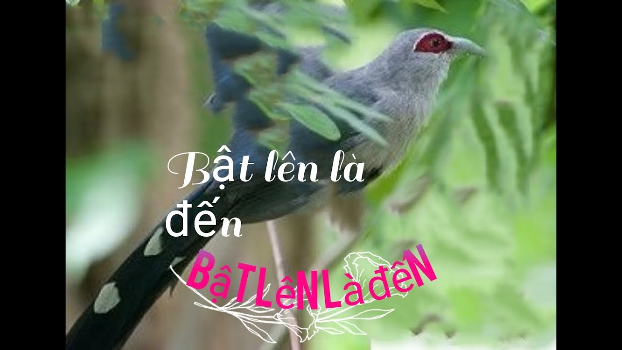 Tiếng chim phướn mồi