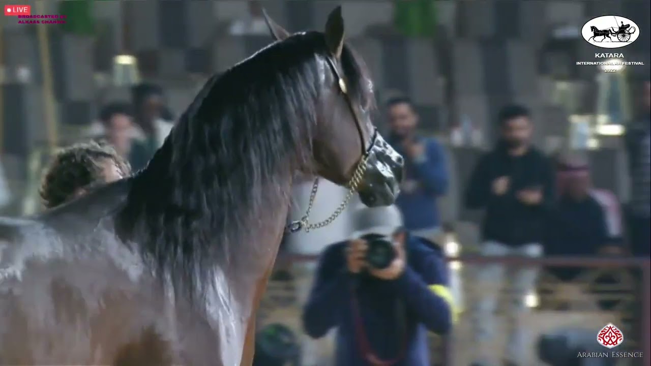 N 452 EKS ALIHANDRO   Katara Int  Arabian Horse Festival 2022   Stallions 11+ Years Old Class 12