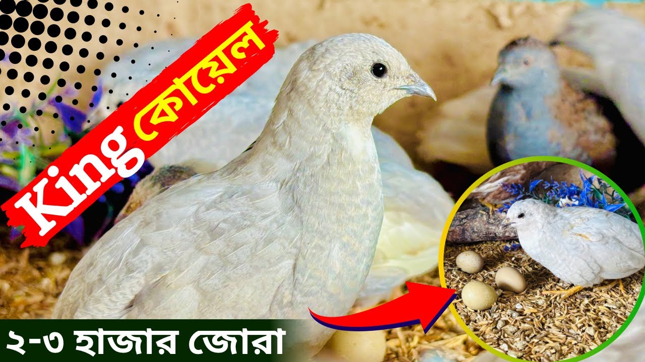 King কোয়েল।এক জোড়া কোয়েলের দাম ২ থেকে ৩ হাজার টাকা।
