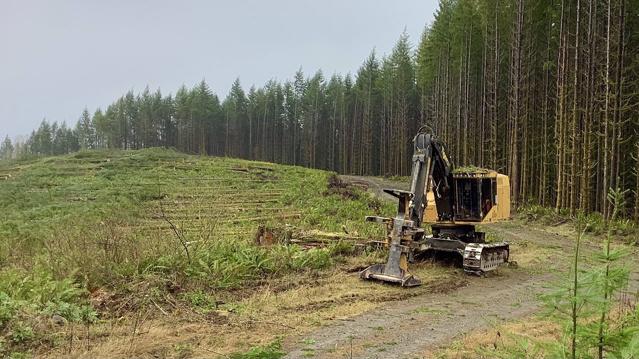 Beautiful Ground, Beautiful Wood. No Music, No Talking, Just Cutting! 