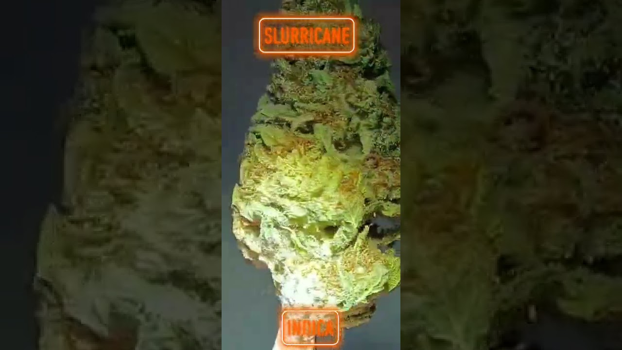 Slurricane is an indica marijuana strain made by crossing Do-Si-Dos with Purple Punch.