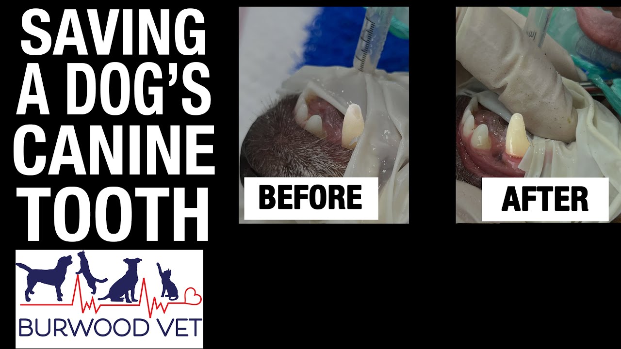 Saving a dog's canine tooth at Burwood Vet