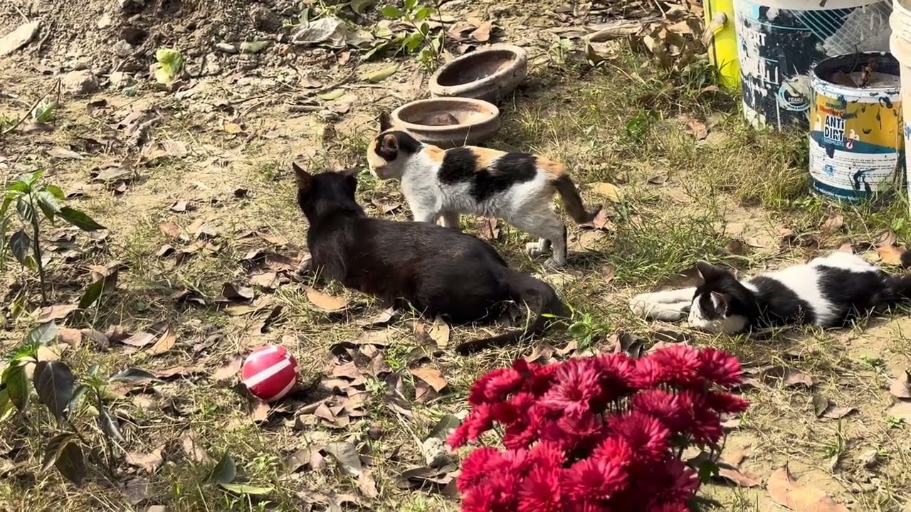 Mama Cat playing 