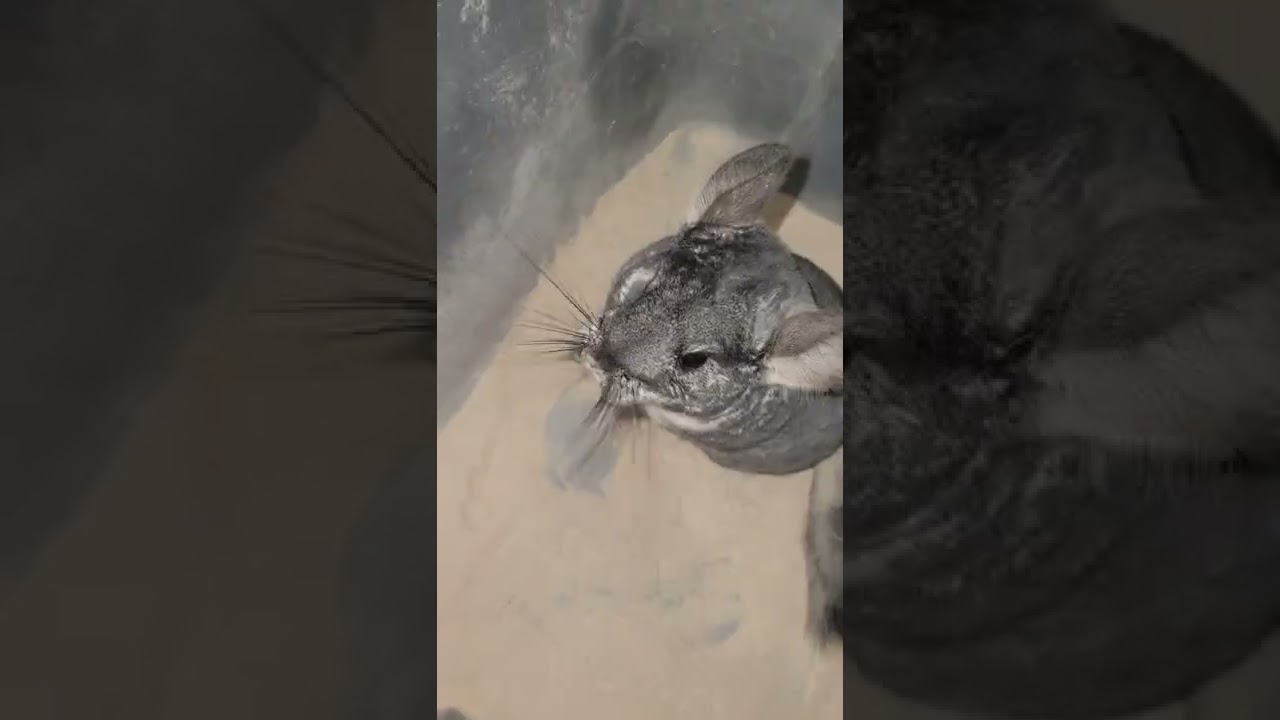 Chinchilla dust bath tips #chinchilla #exoticpets #rodents #viralshorts #animals #pets #animaltips