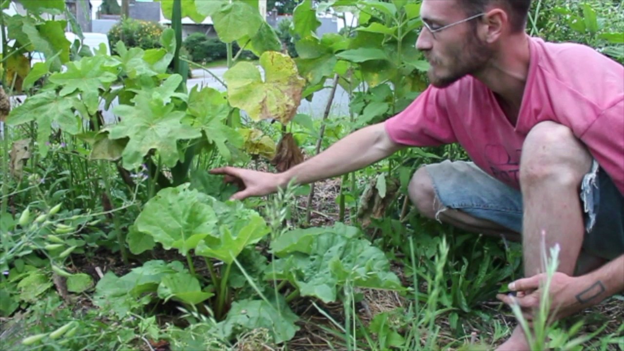 10 plantes pour le paillage en permaculture 08/10 : La Rhubarbe