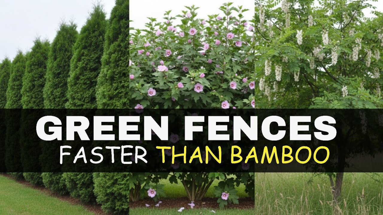 13 видов зеленых заборов, которые растут быстрее бамбука (и разрешены законом).