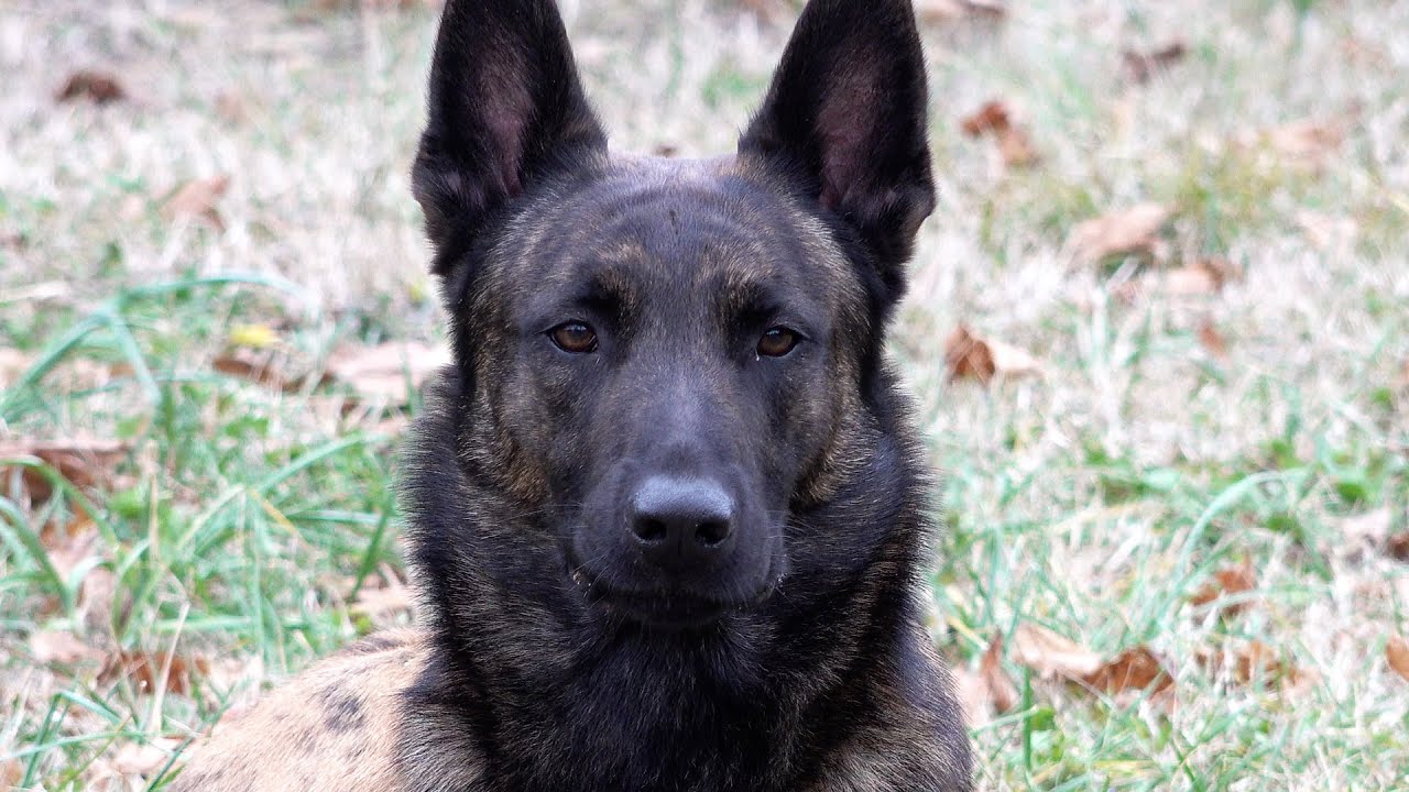4. PITT, CHIEN SAVANT