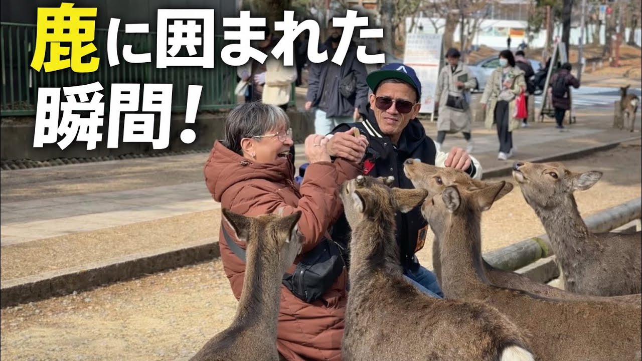 奈良公園で鹿に囲まれた瞬間！観光客が驚いた理由