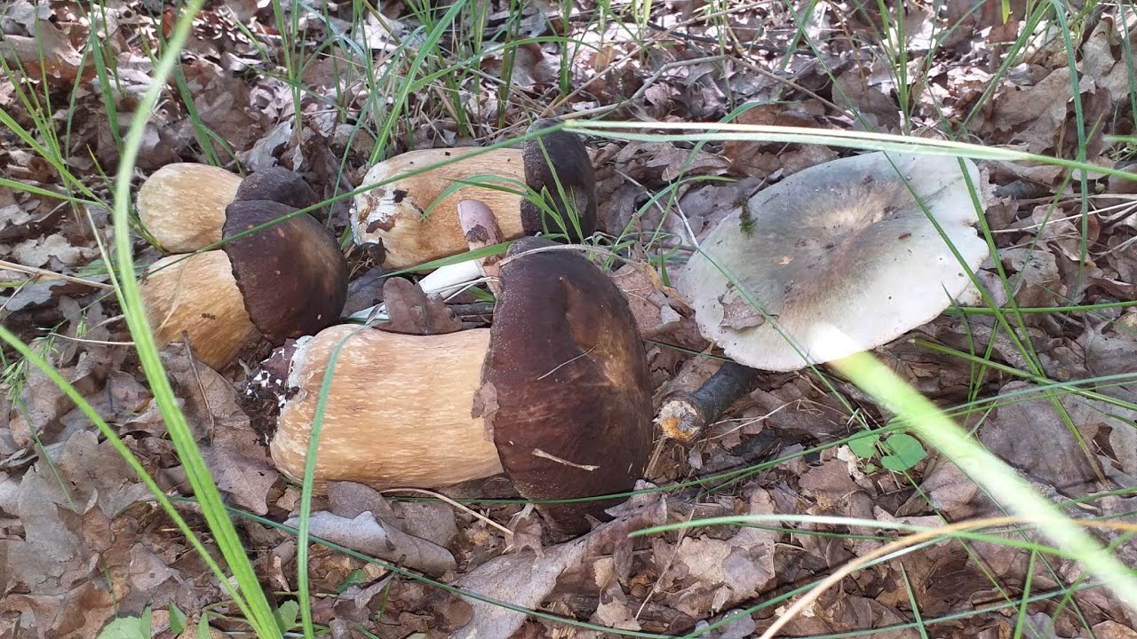 La cules de ciuperci in padure - manatarci/hribi, vineciori, parasoli/piciorul caprioarei