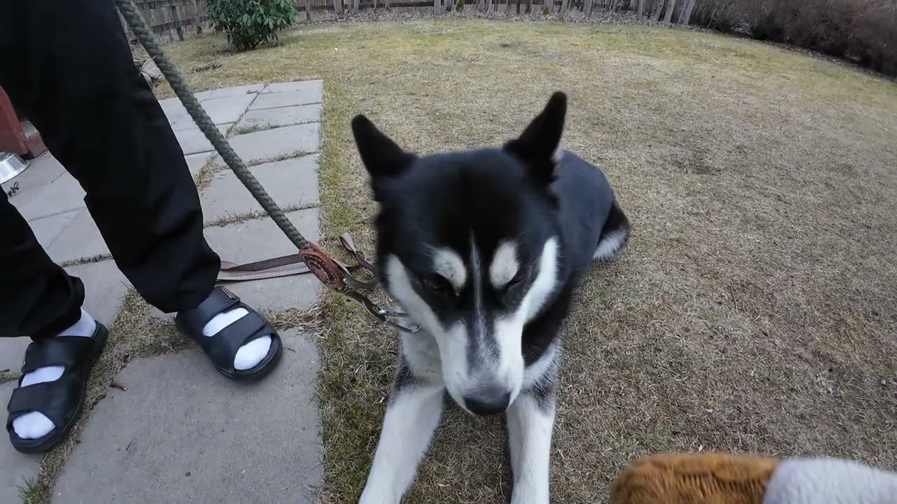 Premium husky escape, how we strugle to catch Lizzy!