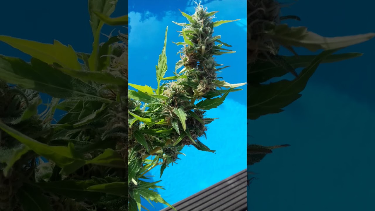 Royal Queen Seeds Northern Light Automatic