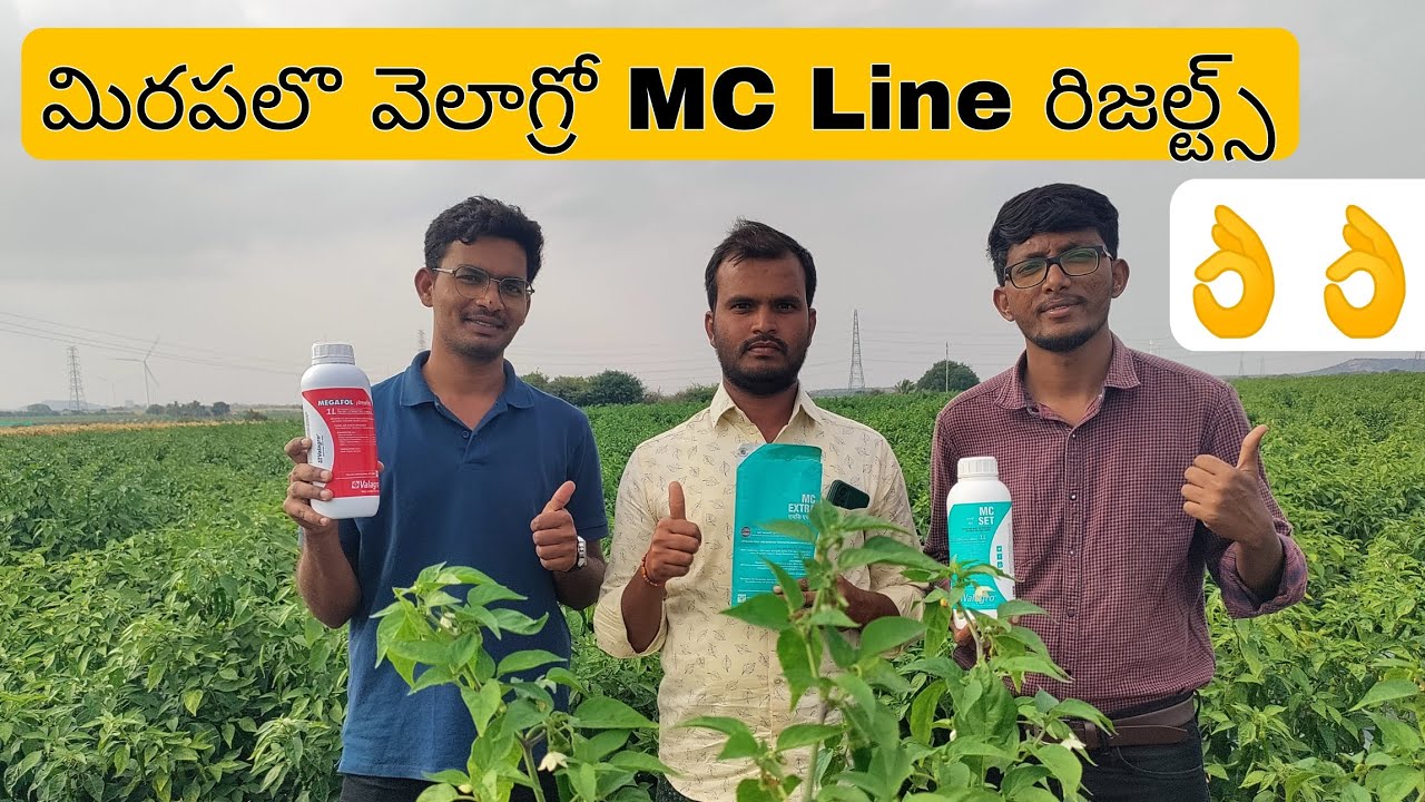 #MC Line results#megafol#mc extra#mc set#valagro#syngenta 2043#chilli#మిరప పంటలో MC Line ఫలితాలు