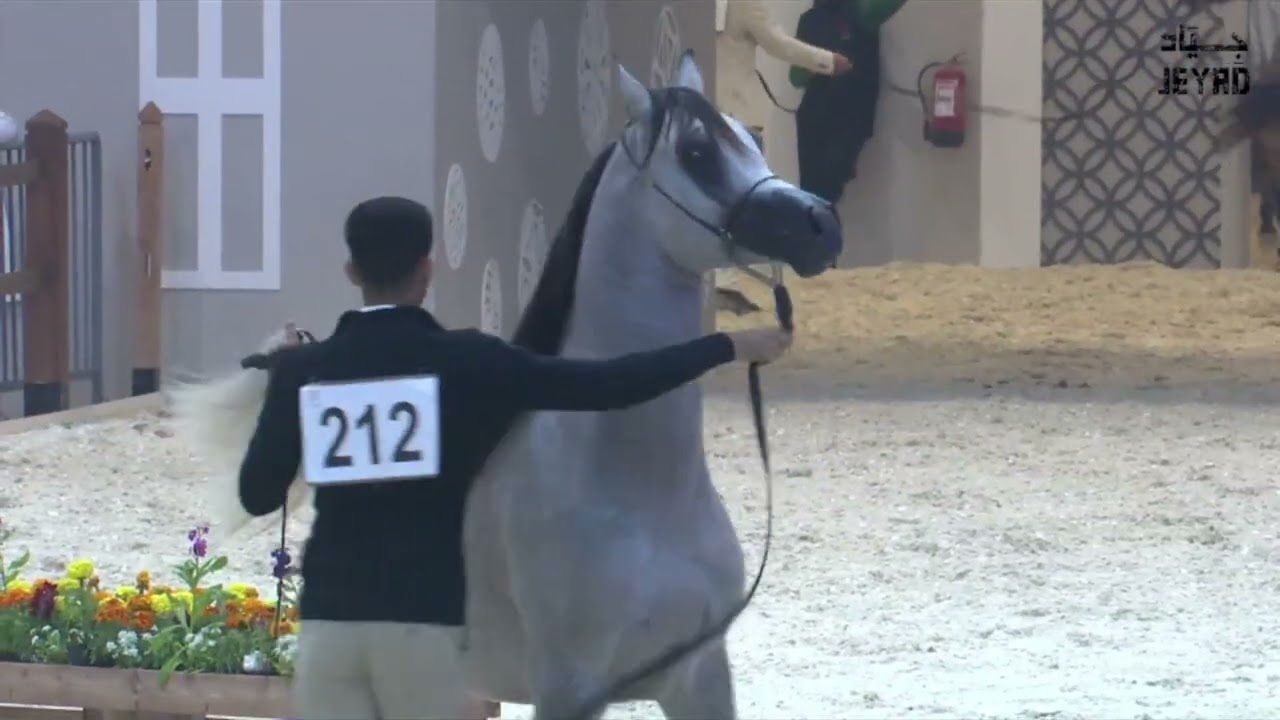 NABIL AL SHAQAB