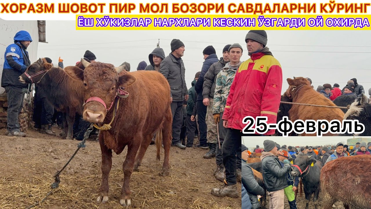 ХОРАЗМ ШОВОТ ПИР МОЛ БОЗОРИ САВДАЛАРНИ КЎРИНГ ЁШ ХЎКИЗЛАР НАРХЛАРИ КЕСКИН ЎЗГАРДИ ОЙ ОХИРДА 2026.