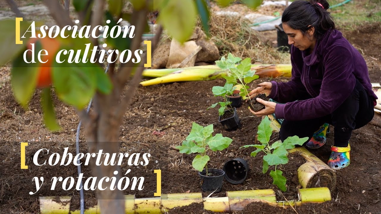 Cómo PLANIFICAR 👩‍🌾 tus CULTIVOS