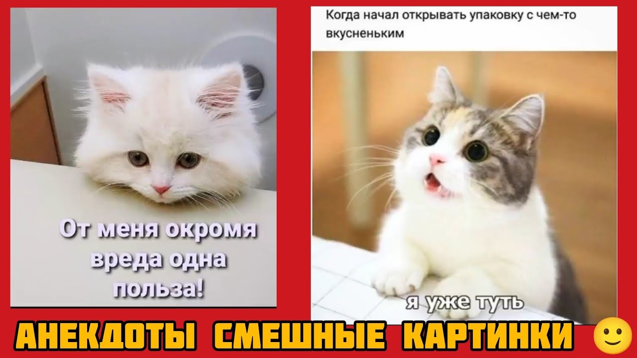Когда начал открывать упаковку с чем-то вкусненьким😺- Я уже туть!🤣смешные картинки и весёлая музыка 