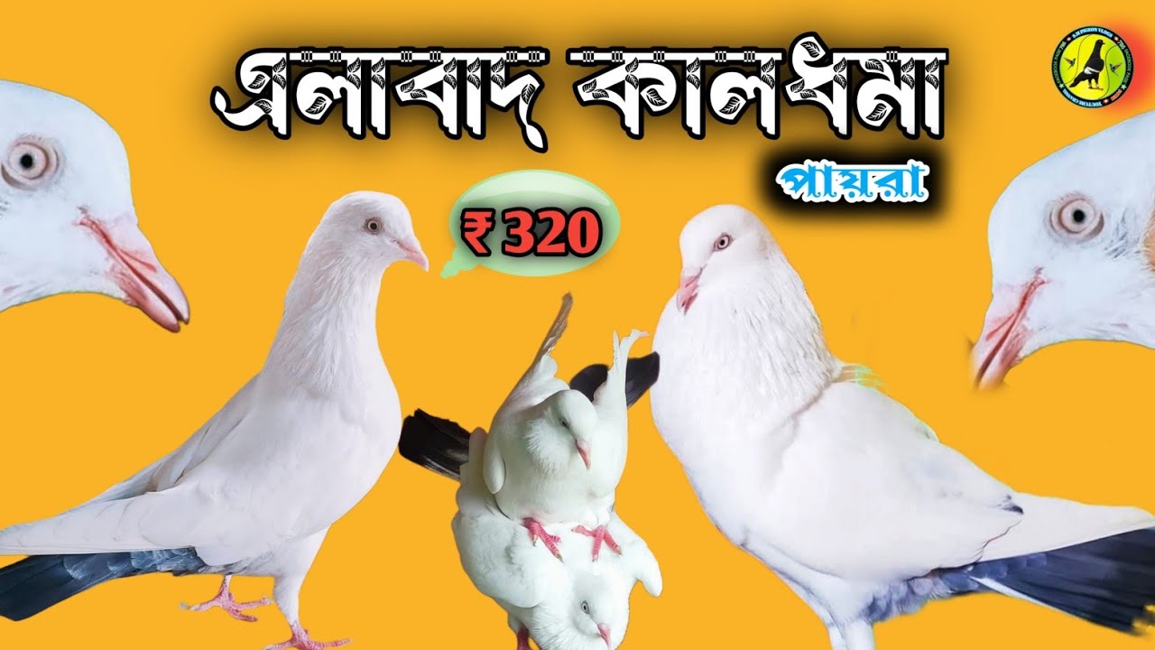 এলাবাদ কালধমা পায়রা খুবই‌ চমৎকার চমৎকার দেখতে|| Best pigeon video || #pigeon #vairalvideo #youtube