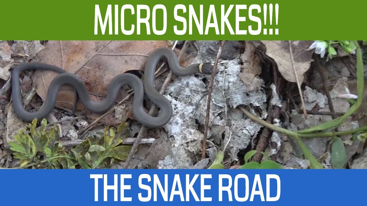 Micro Snakes of LaRue Pine Hills Snake Road in the Shawnee National Forest