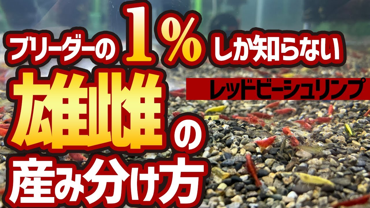【1％シリーズ】実は雌雄の産み分け方がある！！【ローキーズネオ】