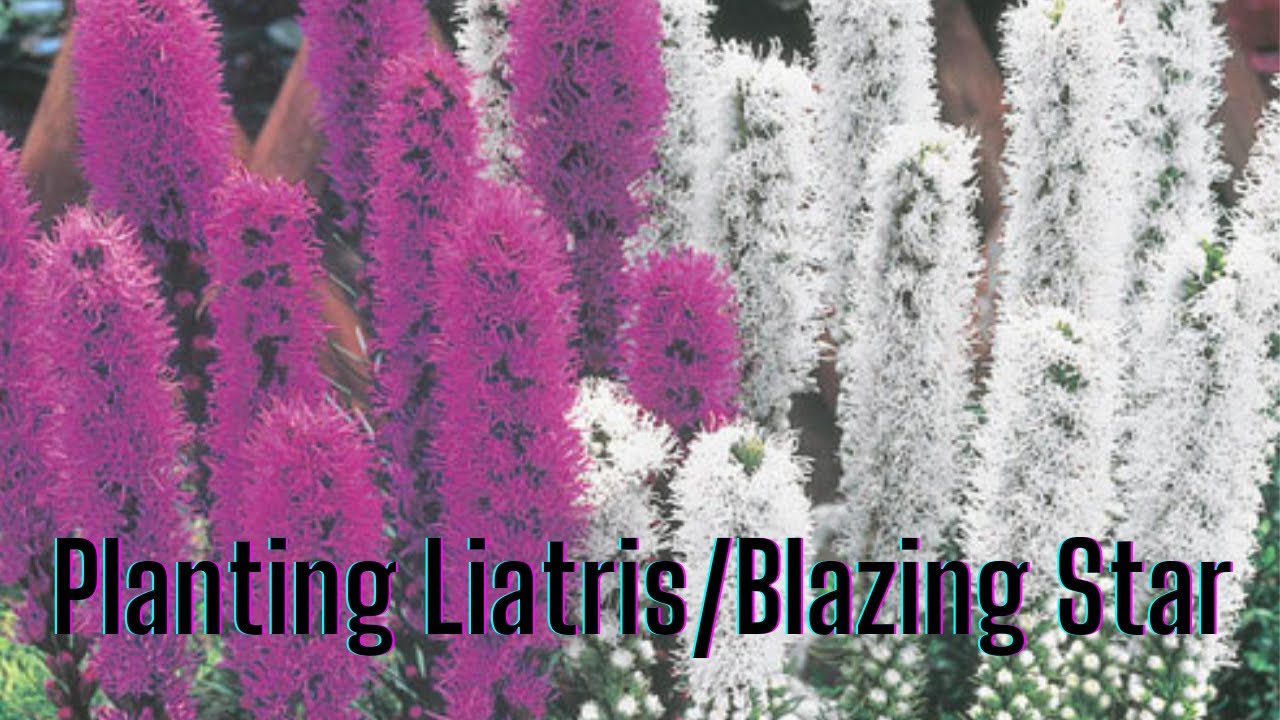 Planting Liatris in your butterfly garden