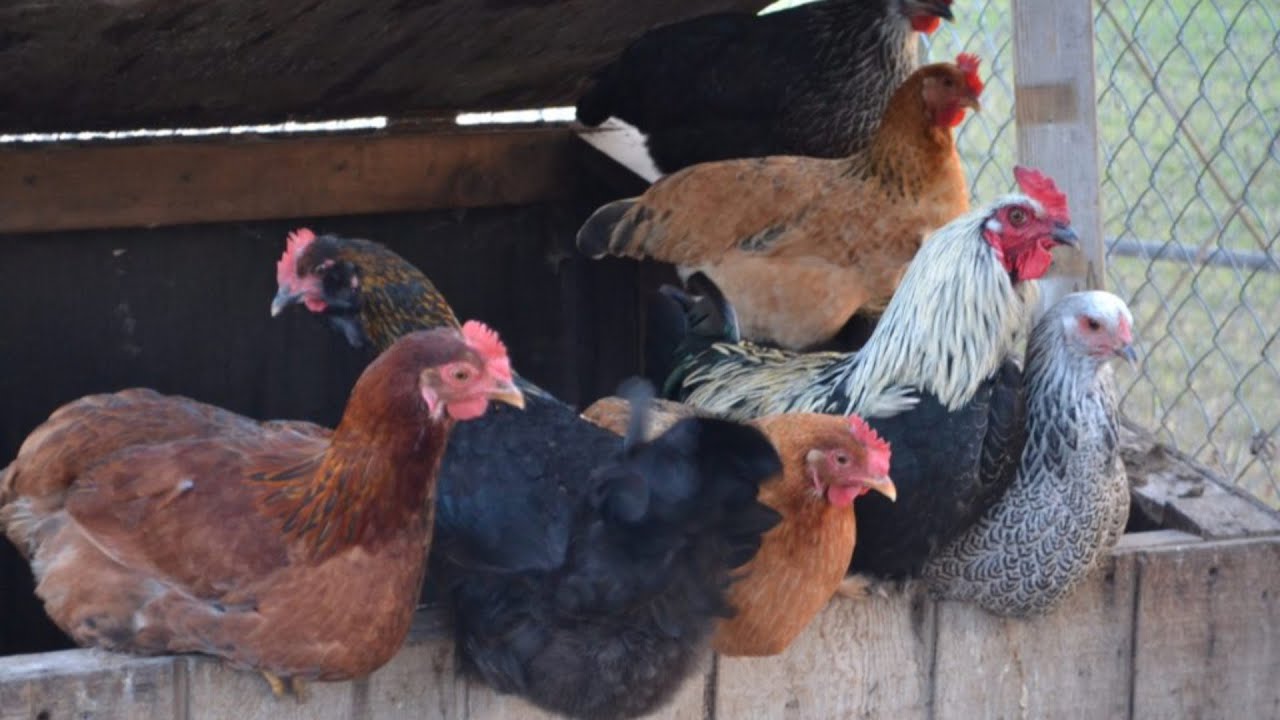 This Backyard Chickens Setup Will Help You To Start Now!