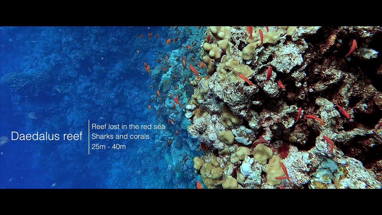 Daedalus reef | Diving in Egypt - Red Sea | Plongée en Egypte 4K
