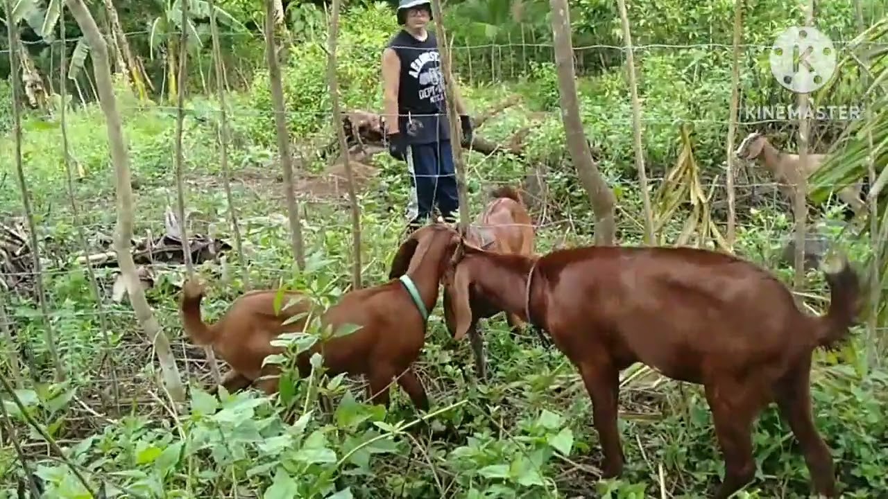 paiwi seyre part 2 Goat farming