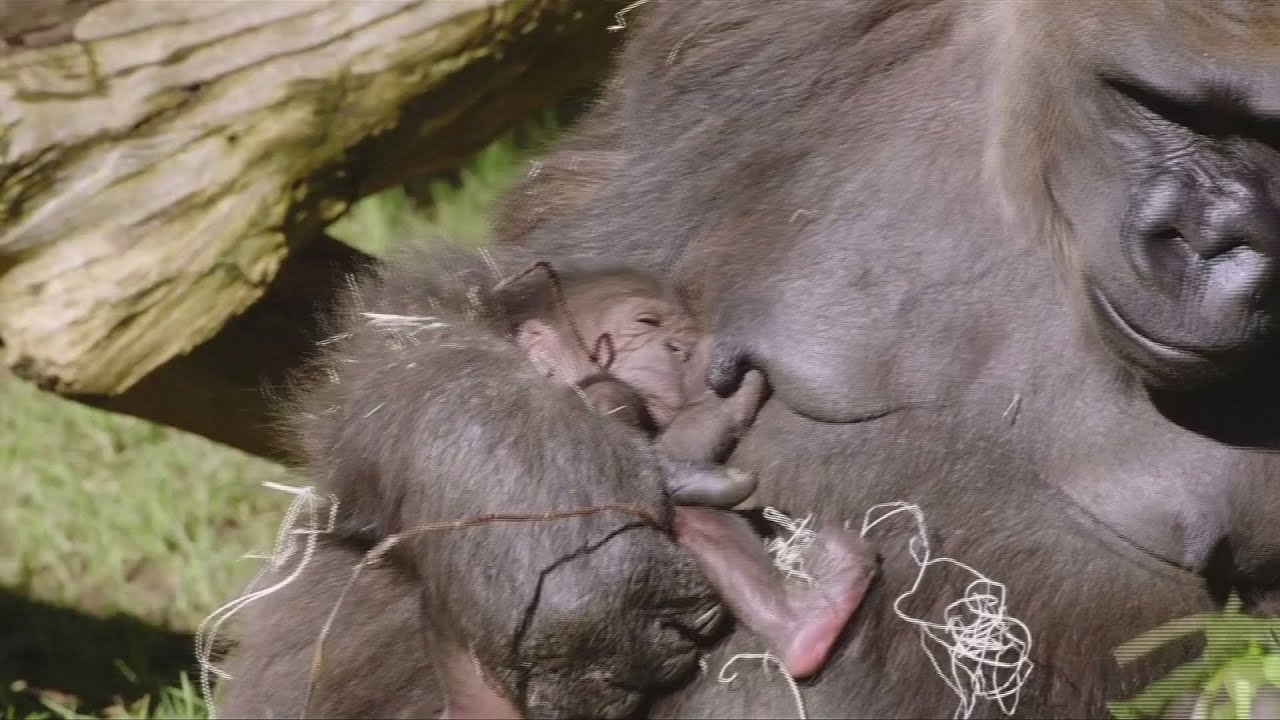 Gorilla birth surprises zoo keepers