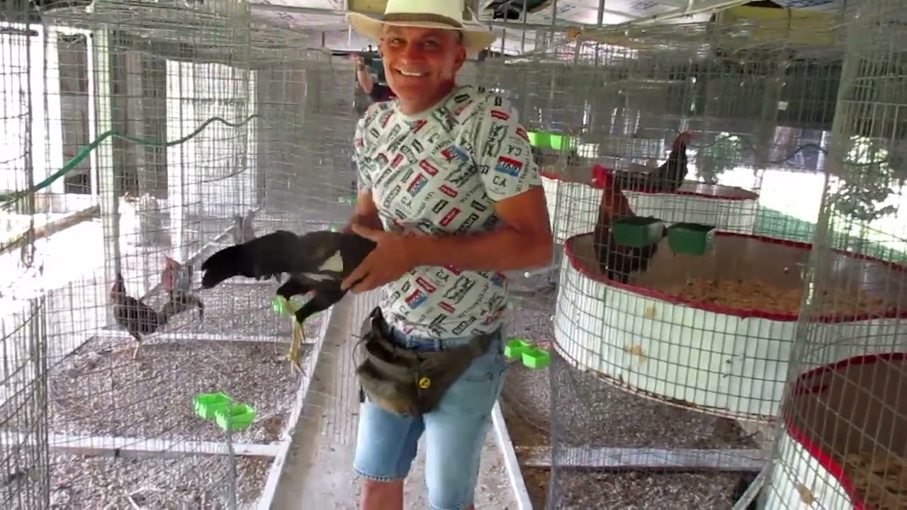 Gallos Americanos .Tynguy Pormotions.