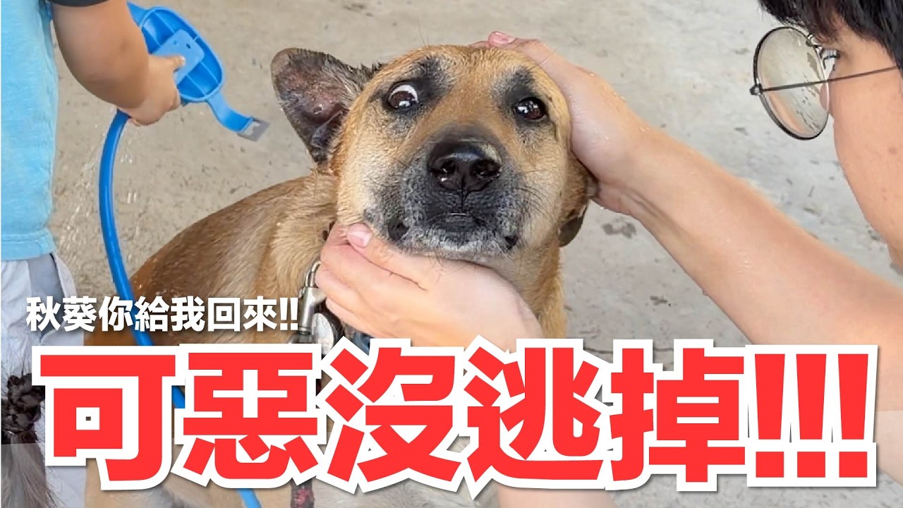 【好味小姐】 可惡沒逃掉！！！秋葵你給我回來！｜好味貓日常264