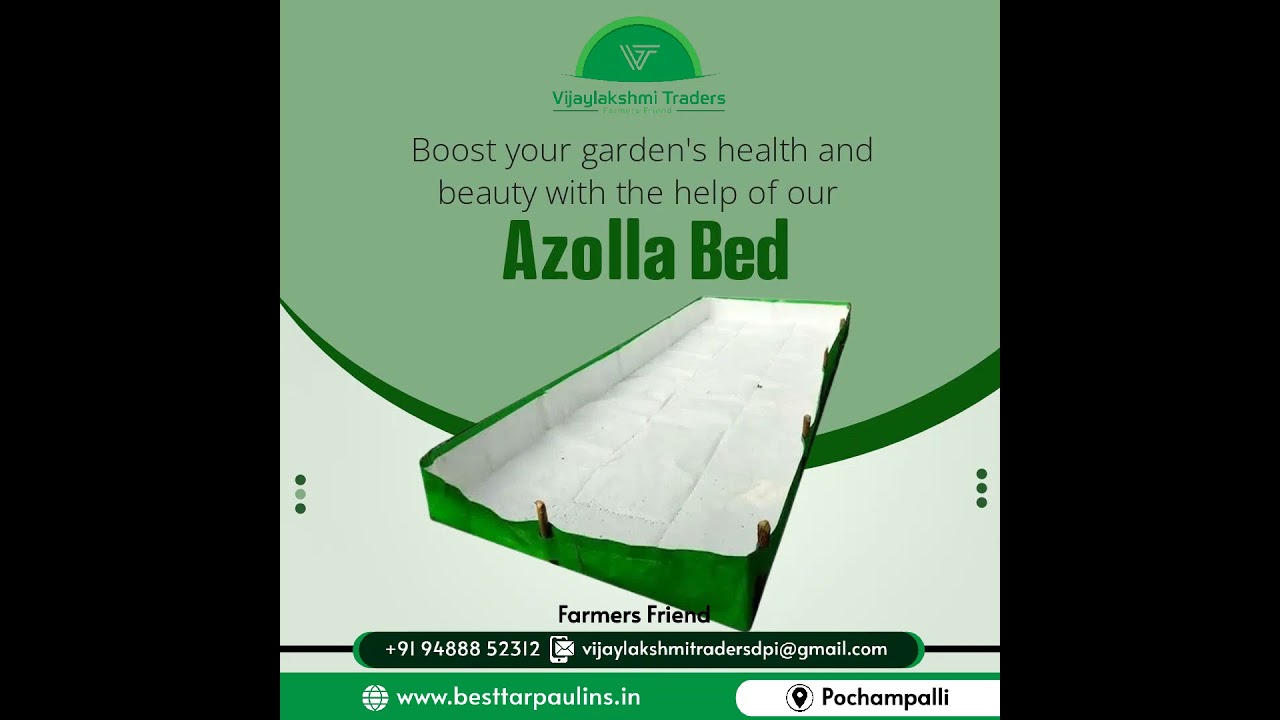 Azolla cultivation bed #azollacultivation #azolla #azollafarming