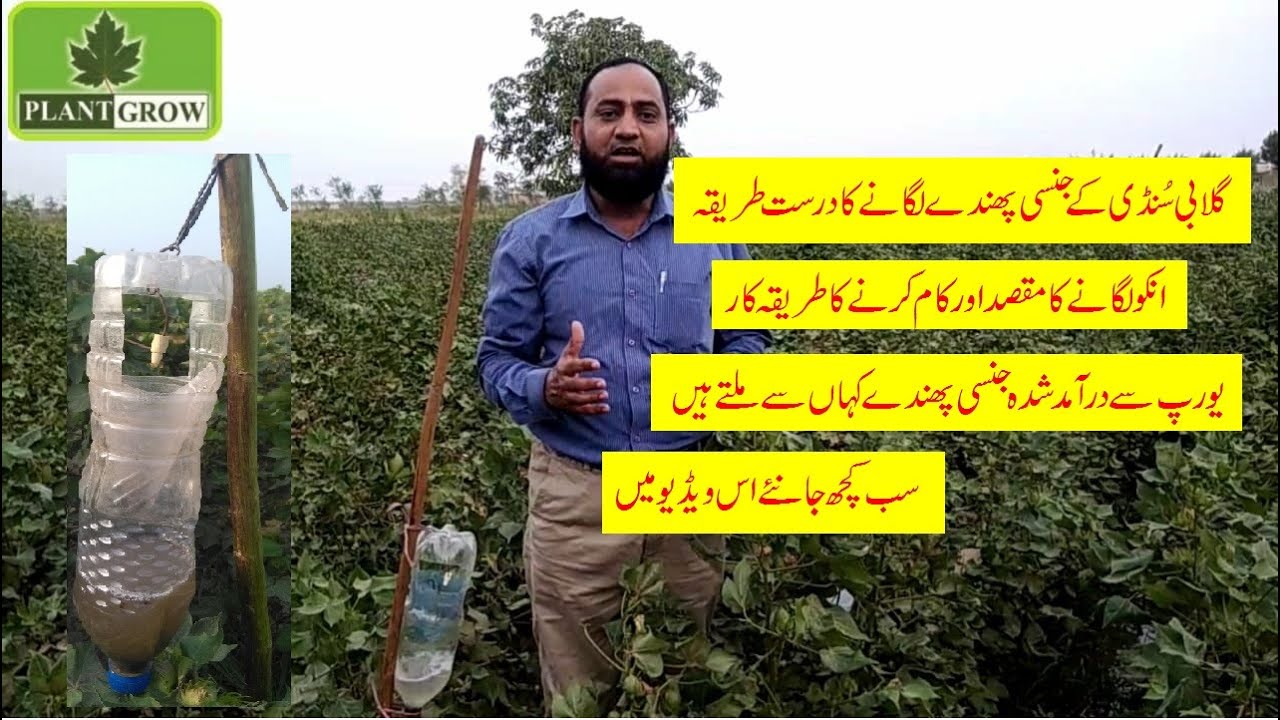 How to Install Pheromone Trapsگلابی سنڈی کے پھندے لگانے کا درست طریقہ، اورانکا کام کرنے کا طریقہ کار
