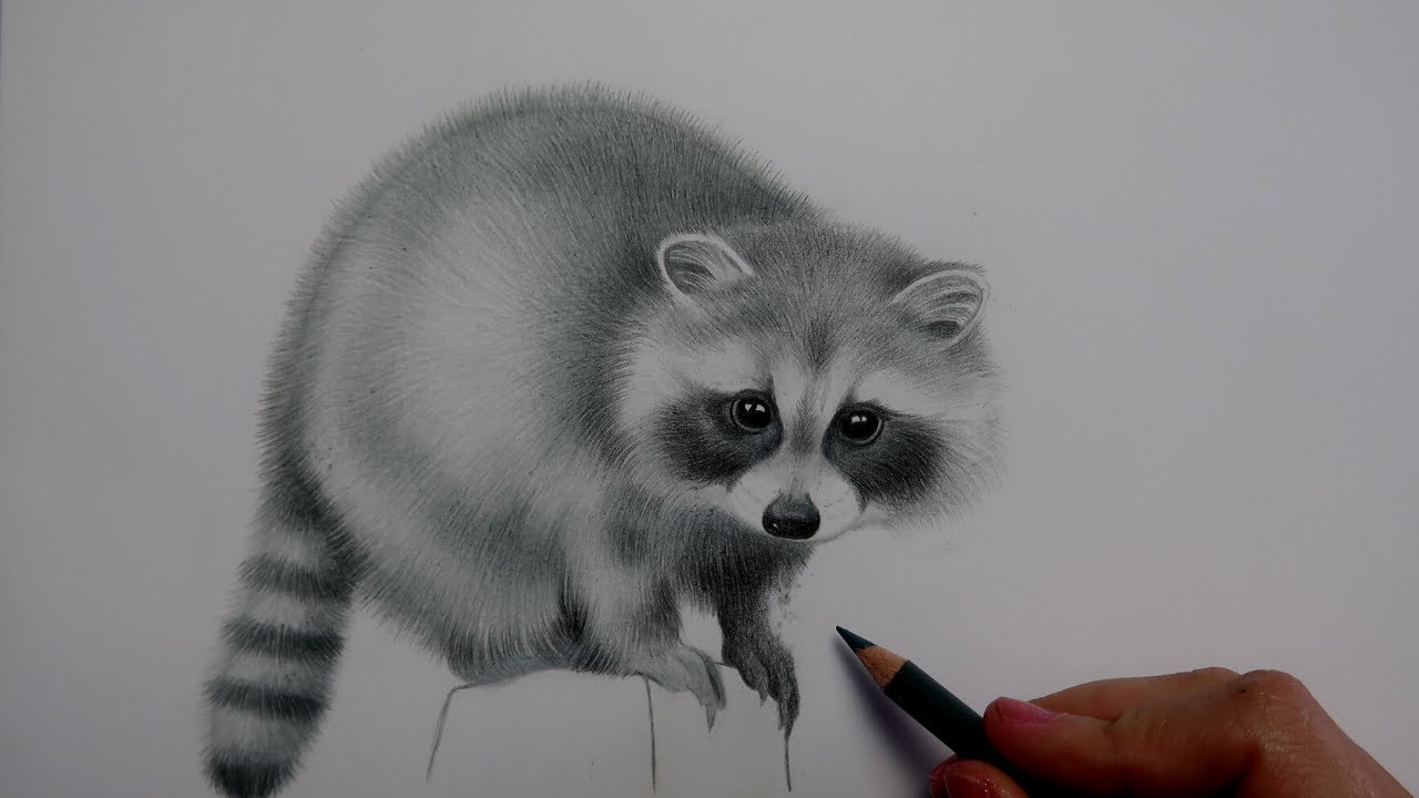 Je dessine un raton laveur  avec 3 crayons Prismacolor | Raccoon