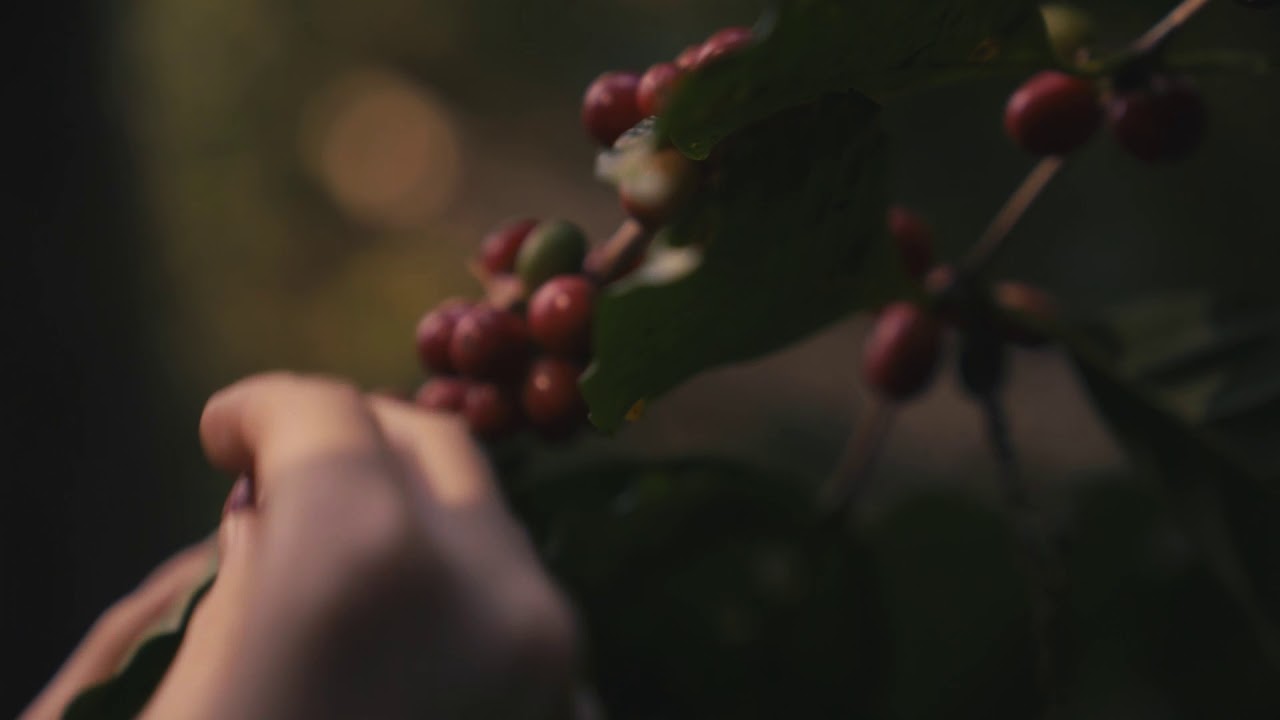 Skugga Teaser Cherry Pick