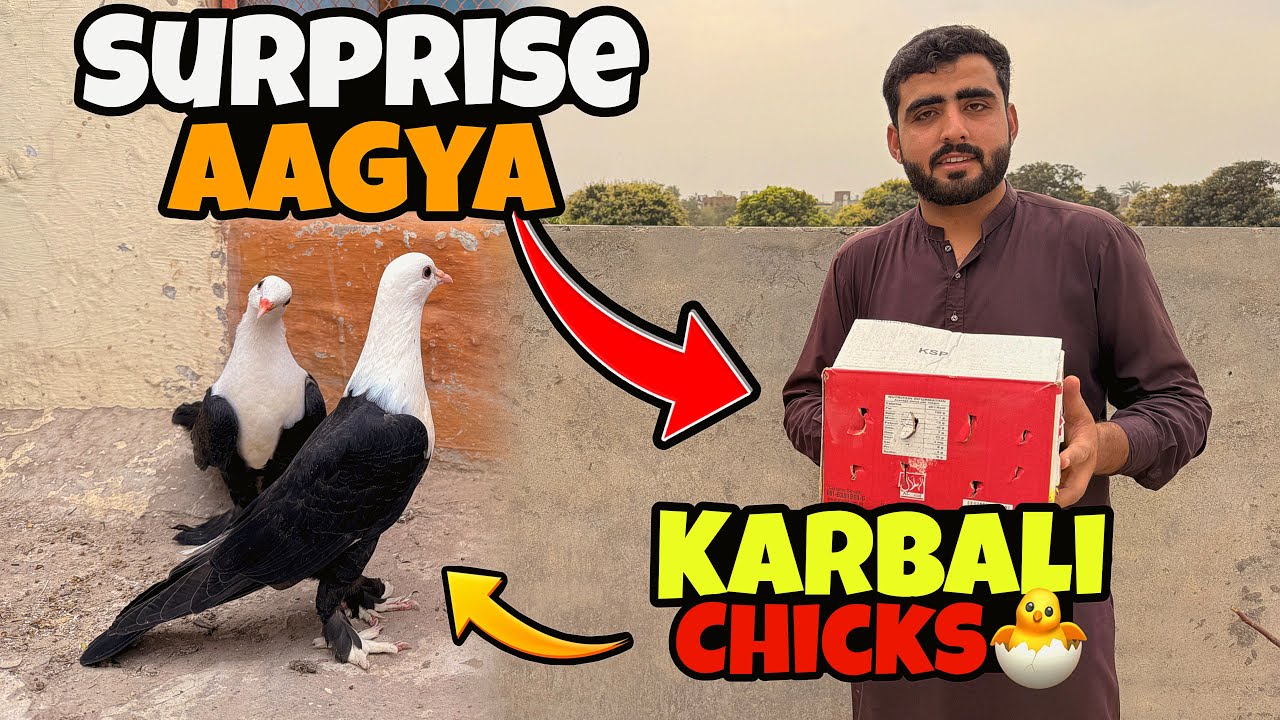 FINALLY‼️Ak Or Surprise Agya👇🏻 Karbali Chicks | Just Huzaifa Khan | 