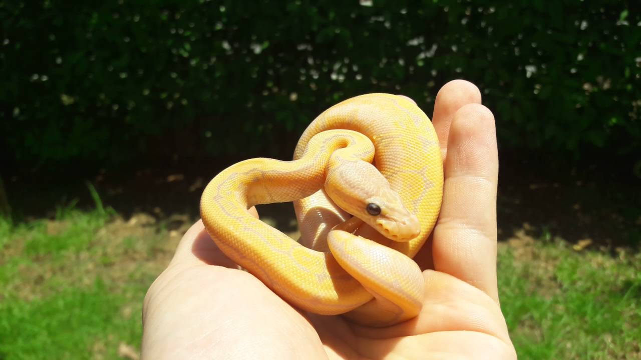 Banana pinstripe ball python