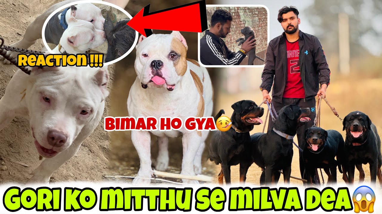 Sikandar ko kya ho gya😣Gori ne kya aggression 😱beast ki daughter chali gye🐶